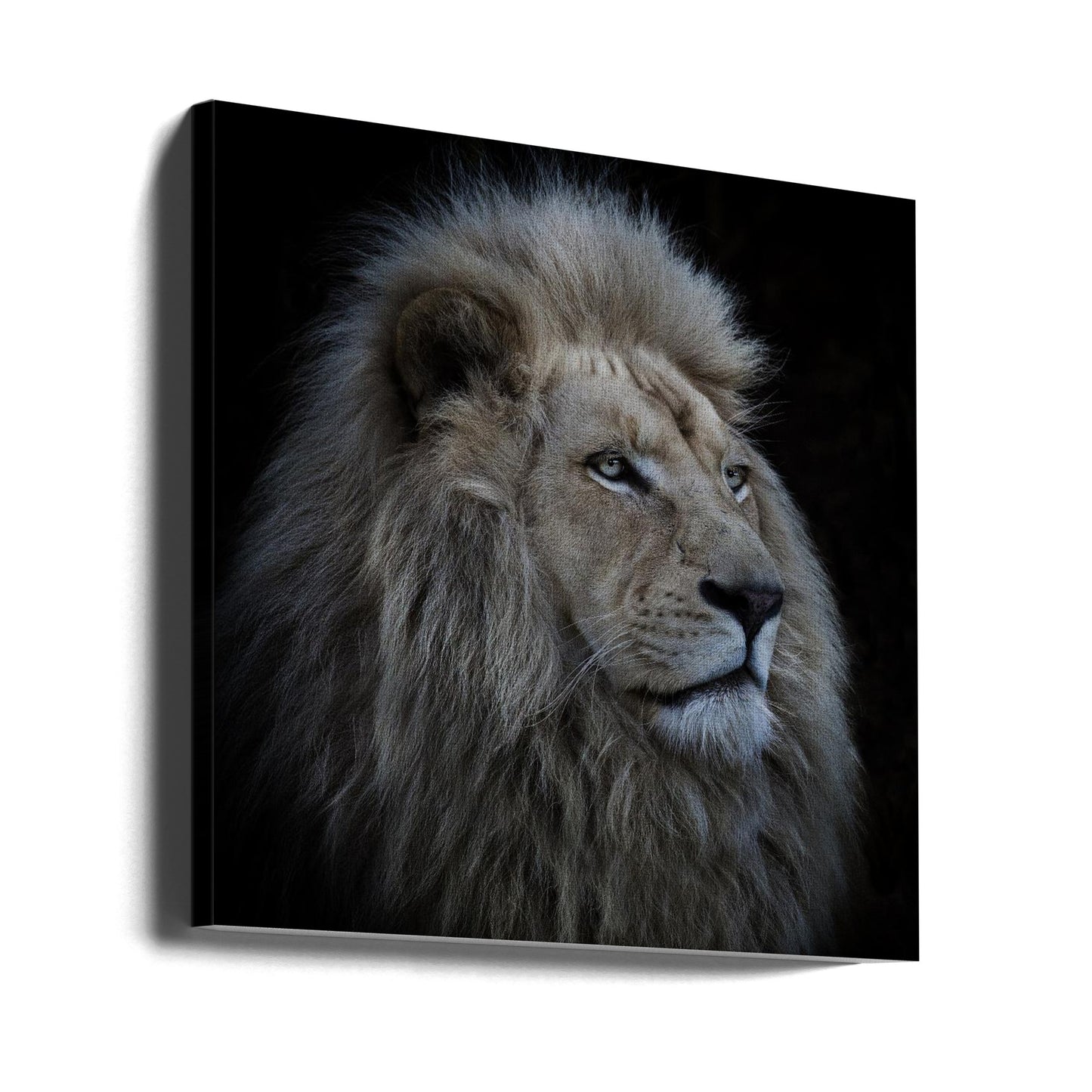 Proud Lion | Canvas