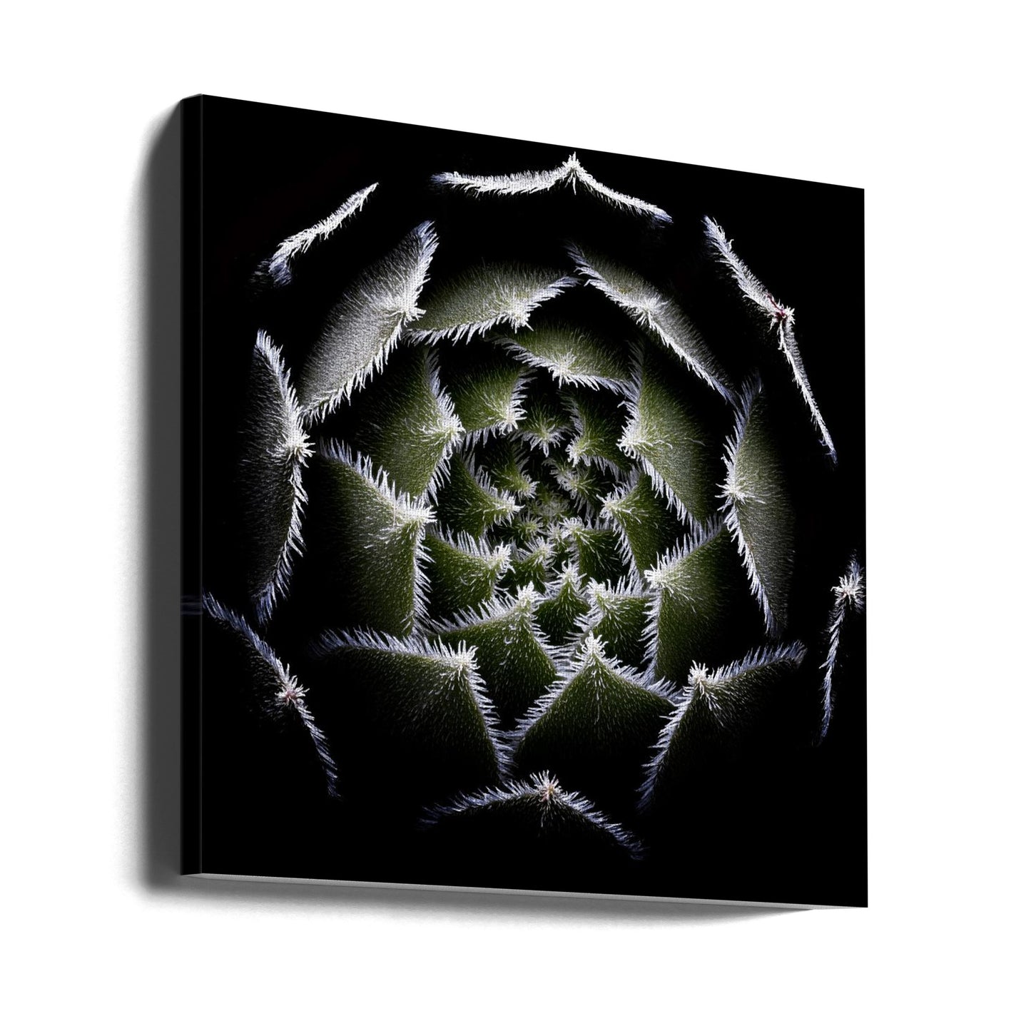 Rozeta Sempervivum | Wydruki na łótnie