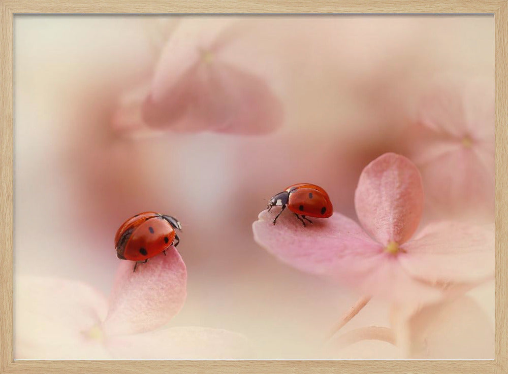 Ladybirds on pink hydrangea. | Poster