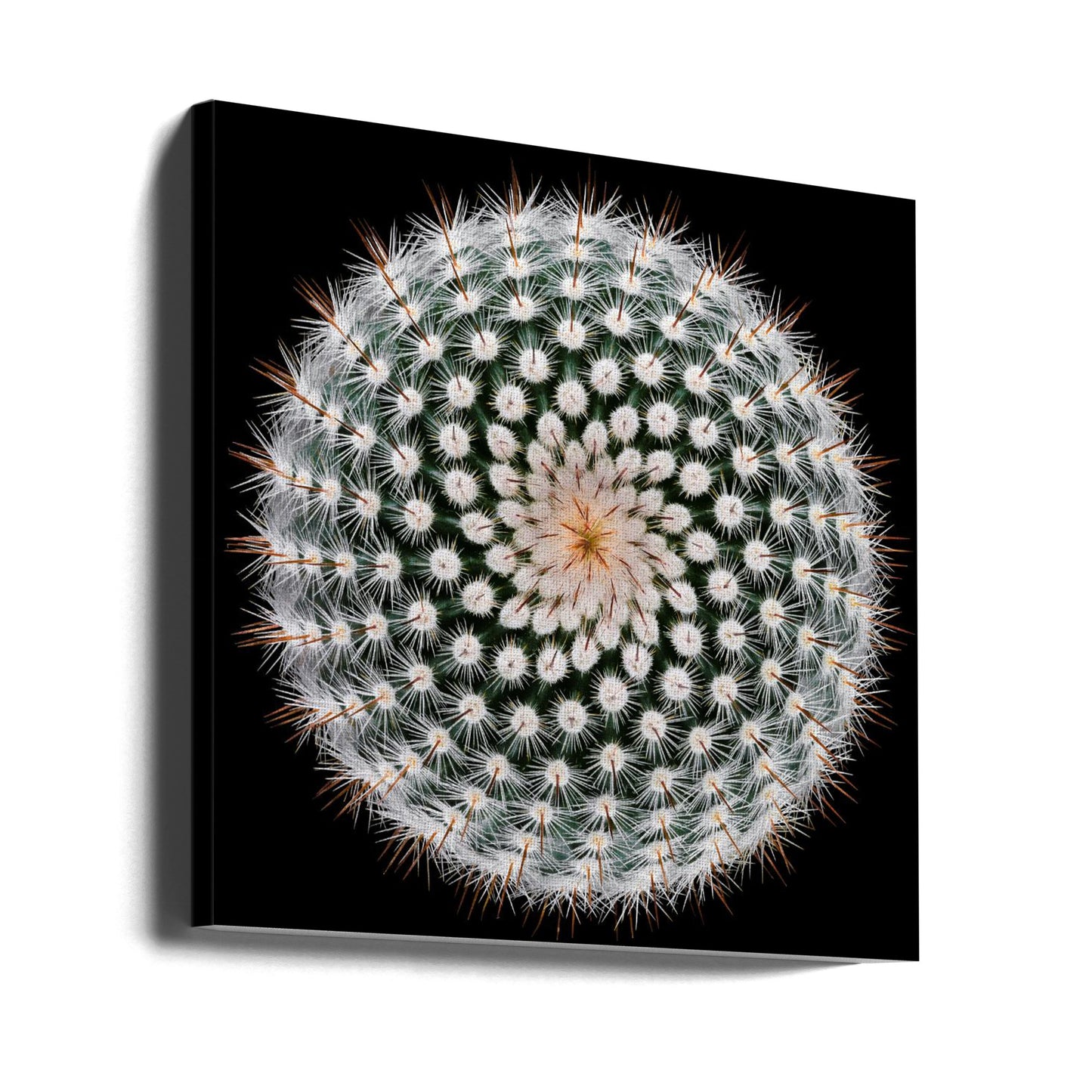 Notocactus scopa | Canvas