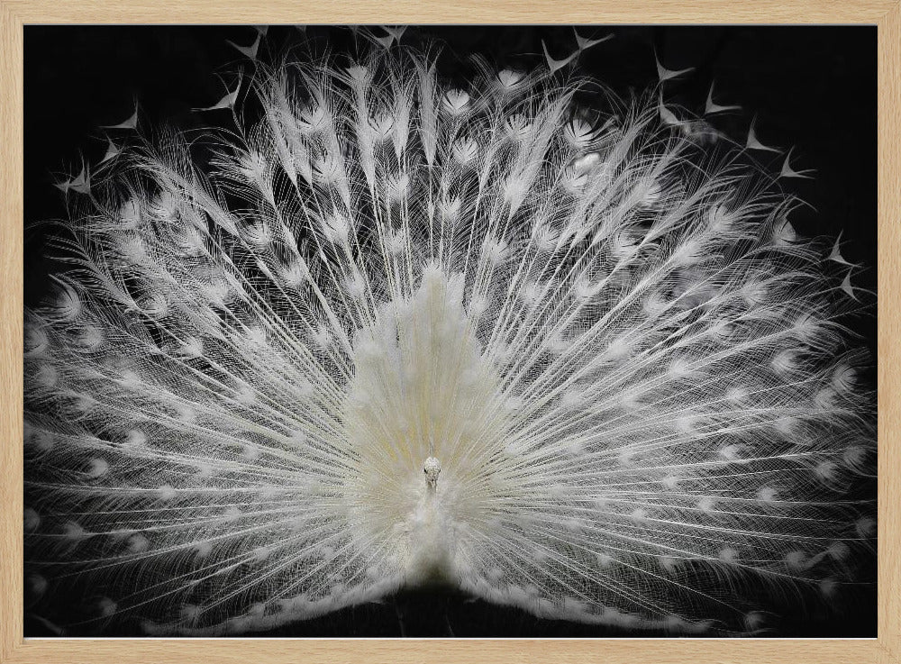 black and white, | Poster