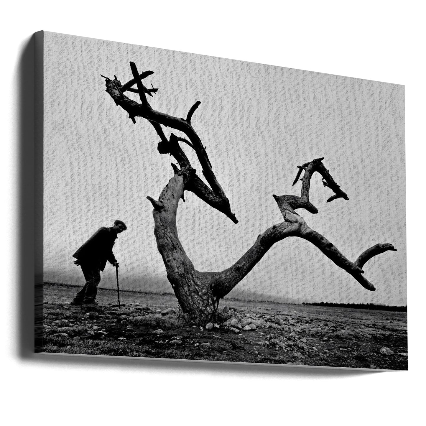 Vanha mies ja puu | Canvastaulut