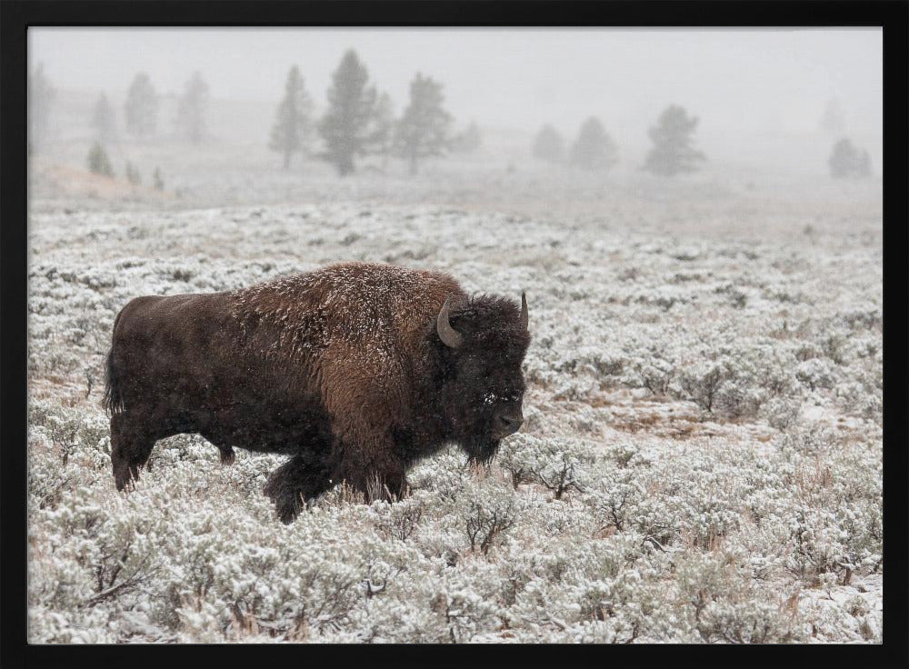 Late Fall Yellowstone | Poster
