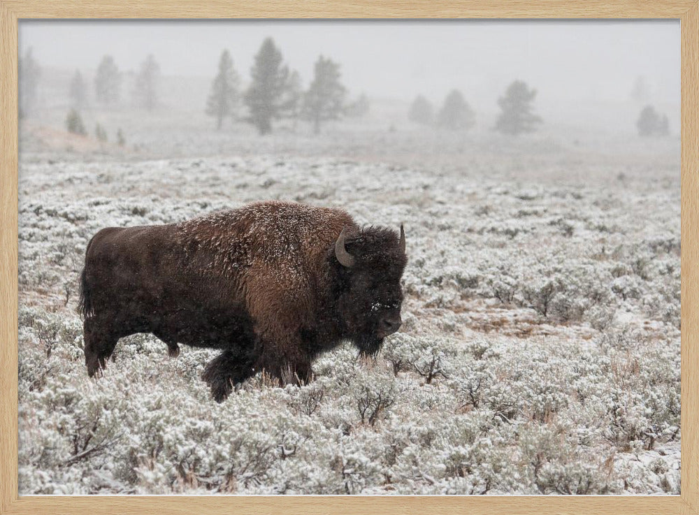 Late Fall Yellowstone | Poster