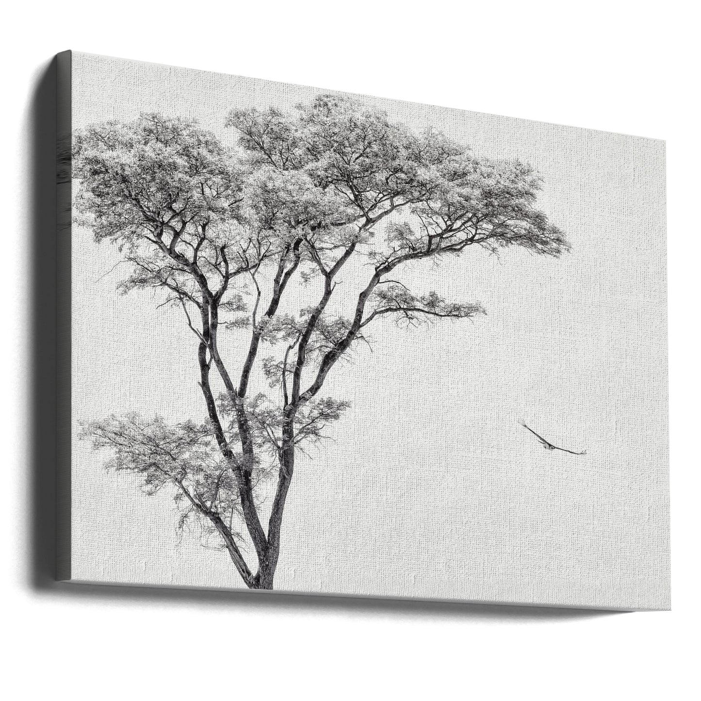 l'aquila africana | Stampe su Tela