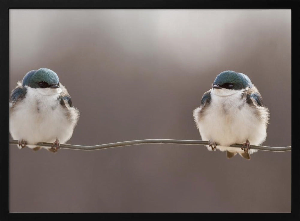 Birds on a wire | Poster
