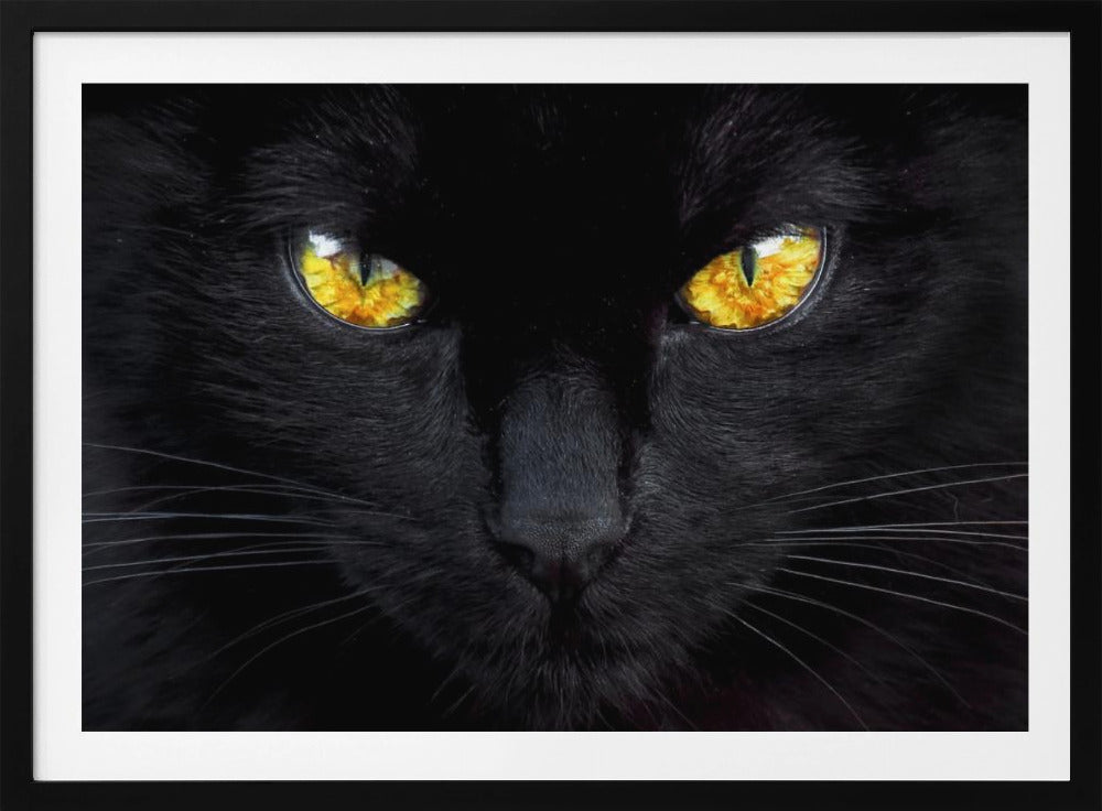 El hipnotista de la noche | Posters - Impresiones de Arte
