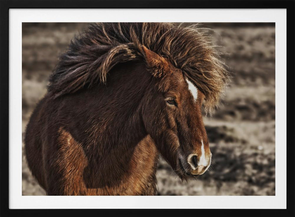Windblown | Poster