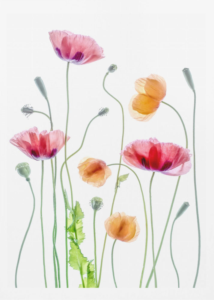 Poppies | Poster
