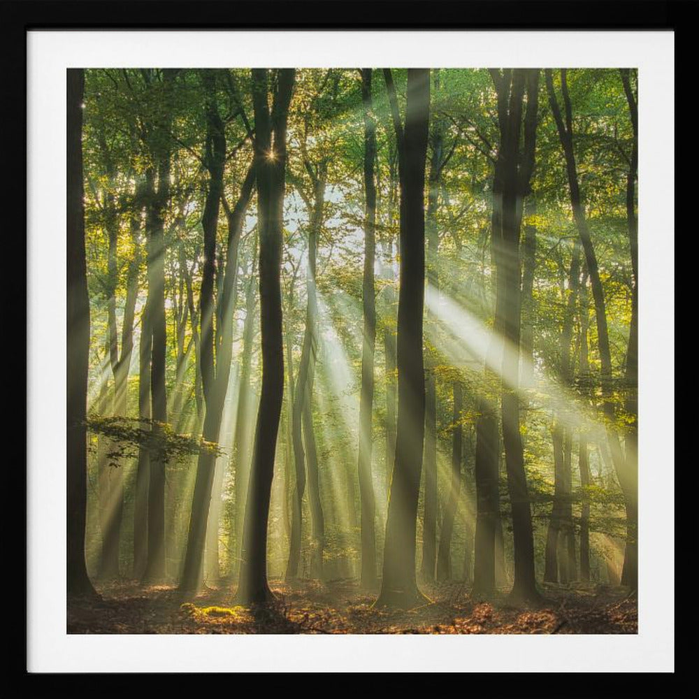 Sunny start to the day ........ | Poster