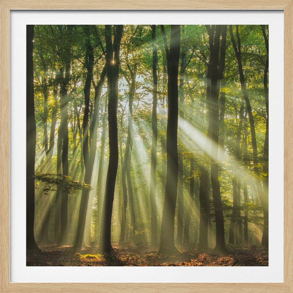 Sunny start to the day ........ | Poster