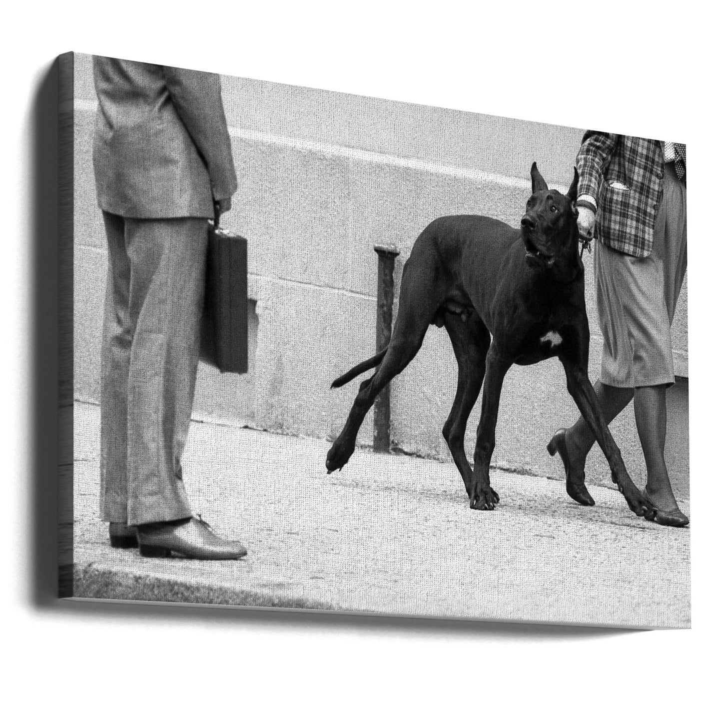 Tanskandoggin henkivartija (sarjasta "Poika kohtaa tytön") | Canvastaulut