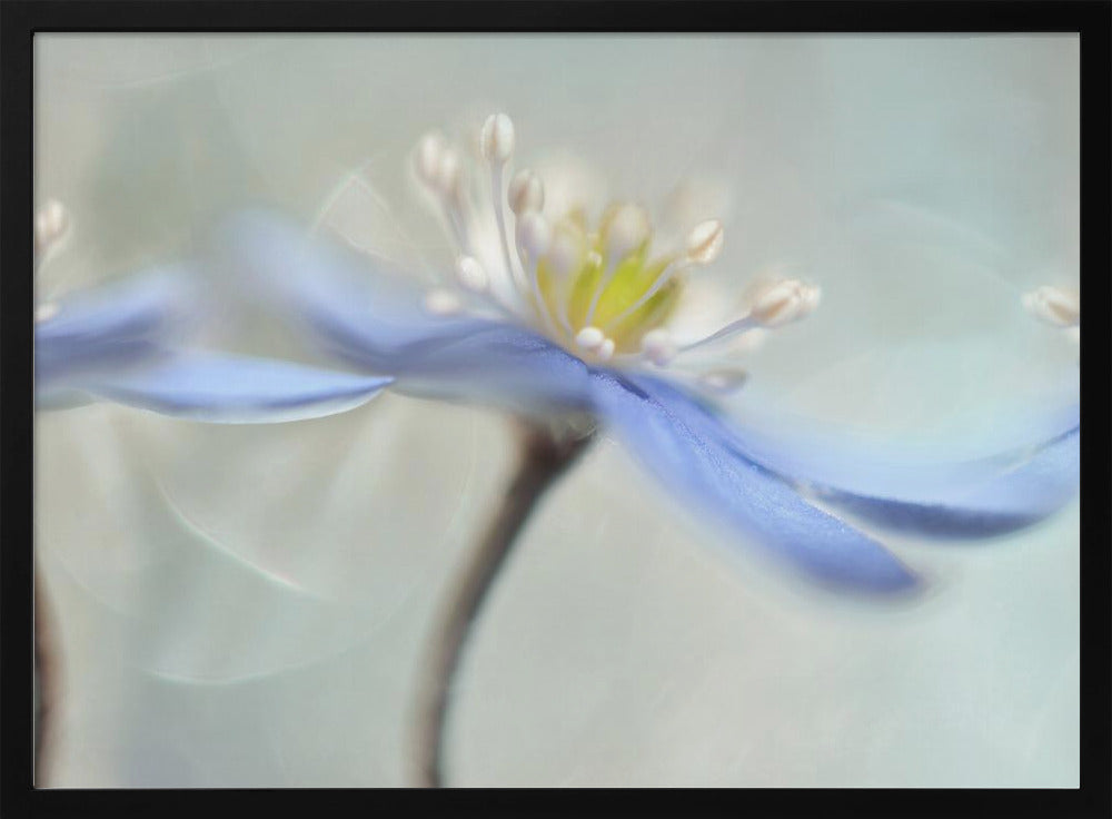 Dancing anemones | Poster