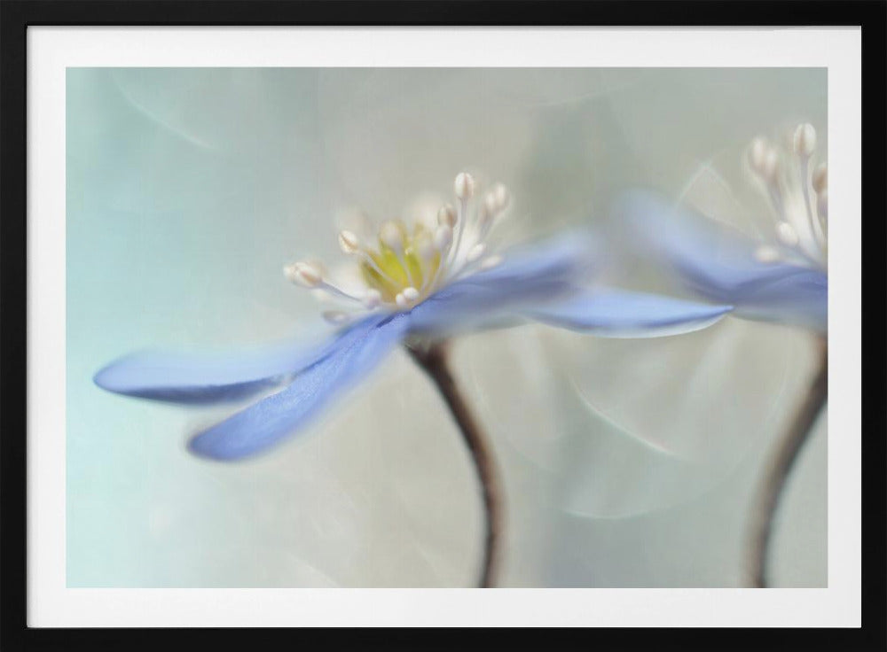 Dancing anemones | Poster