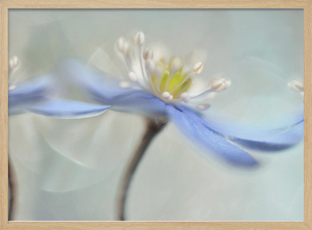 Dancing anemones | Poster