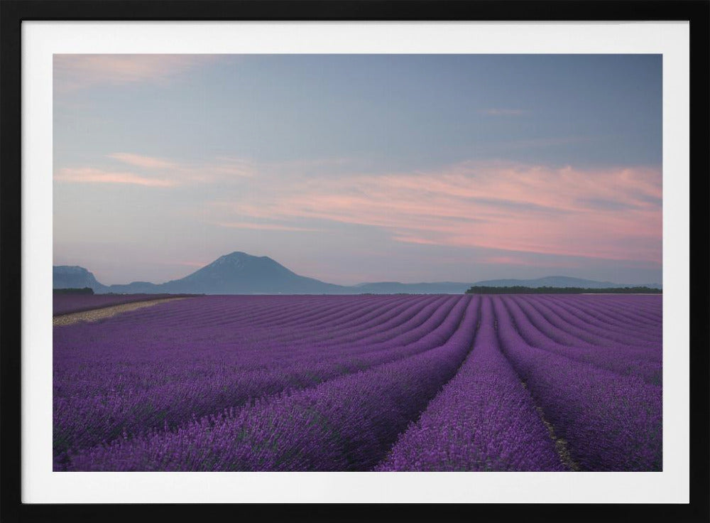 Campo di lavanda | Poster - Stampe d’Arte