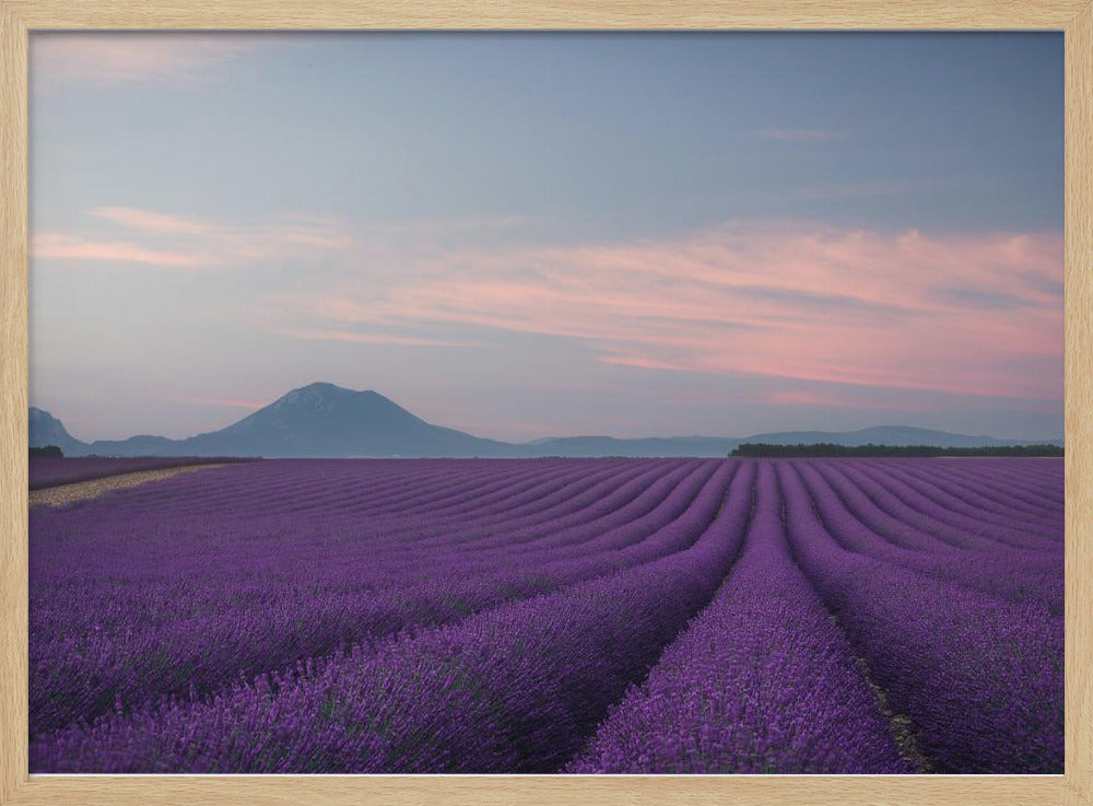 Campo di lavanda | Poster - Stampe d’Arte