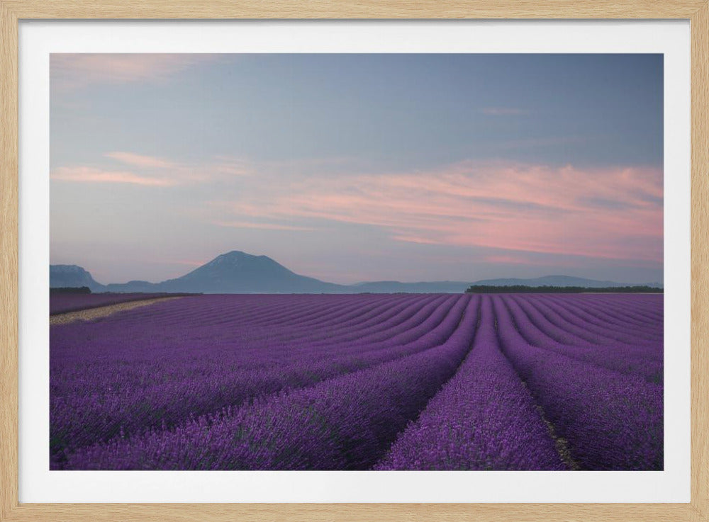 Campo di lavanda | Poster - Stampe d’Arte
