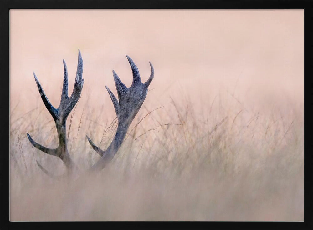 Hide & Seek ( Horn of Stag) | Poster