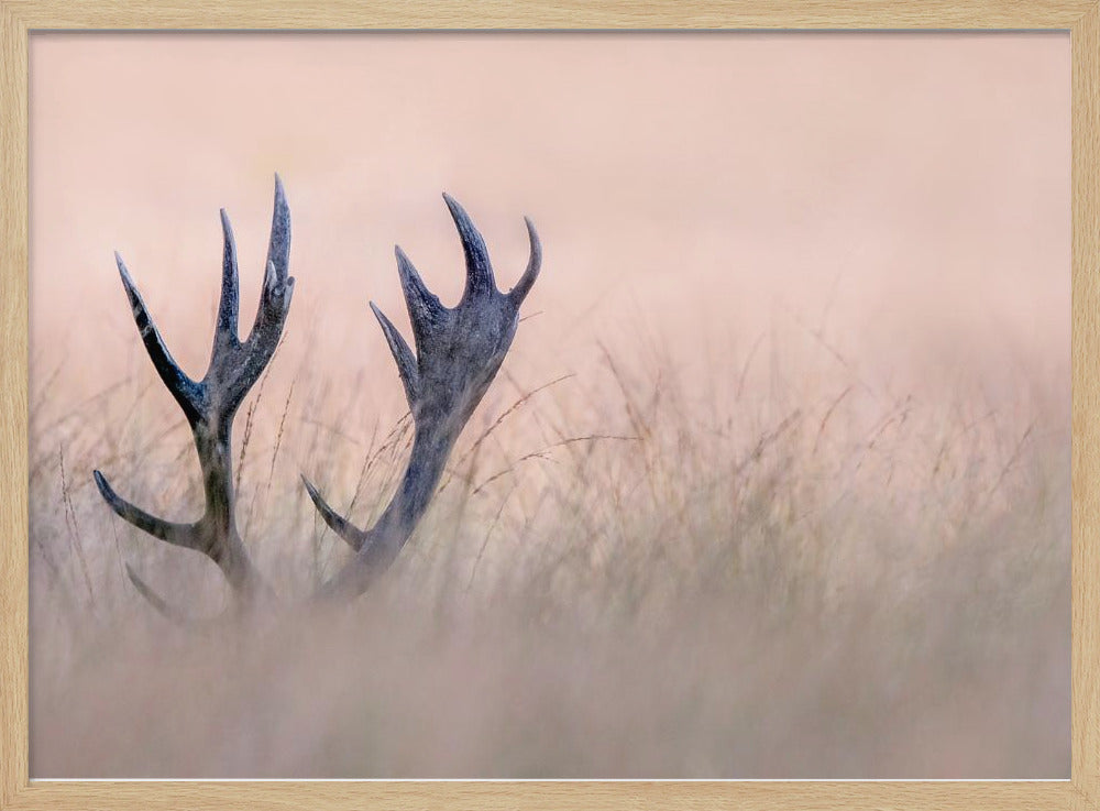 Hide & Seek ( Horn of Stag) | Poster