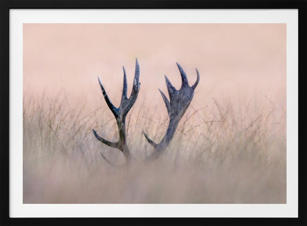 Piiloleikki (hirven sarvi) | Julisteet - Taidevedokset