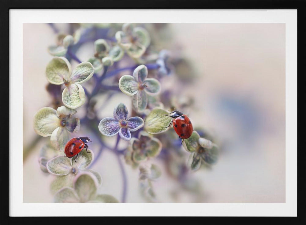 Hauras | Julisteet - Taidevedokset