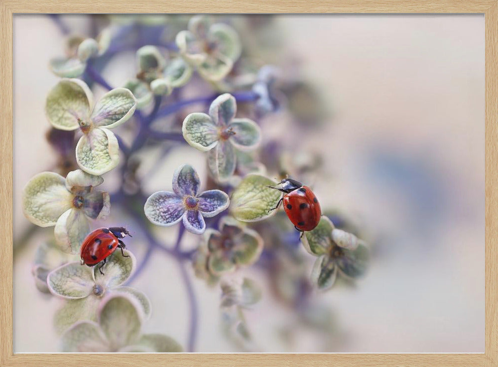 Hauras | Julisteet - Taidevedokset