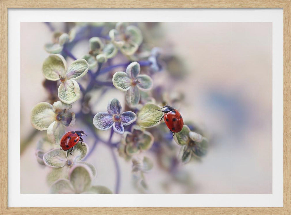 Hauras | Julisteet - Taidevedokset