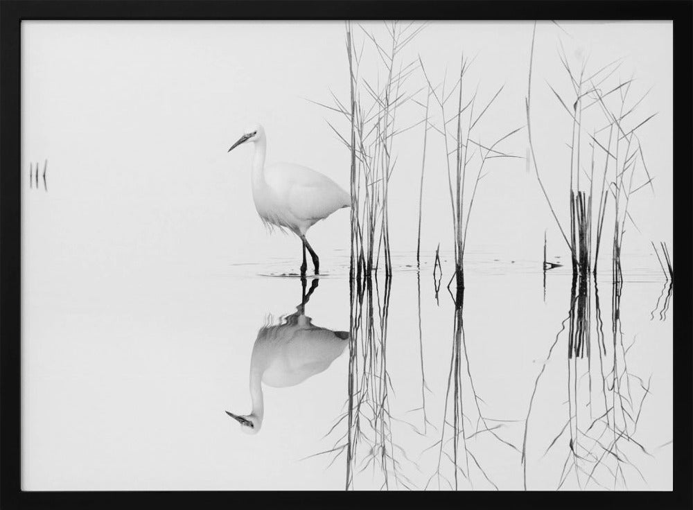 white | Poster