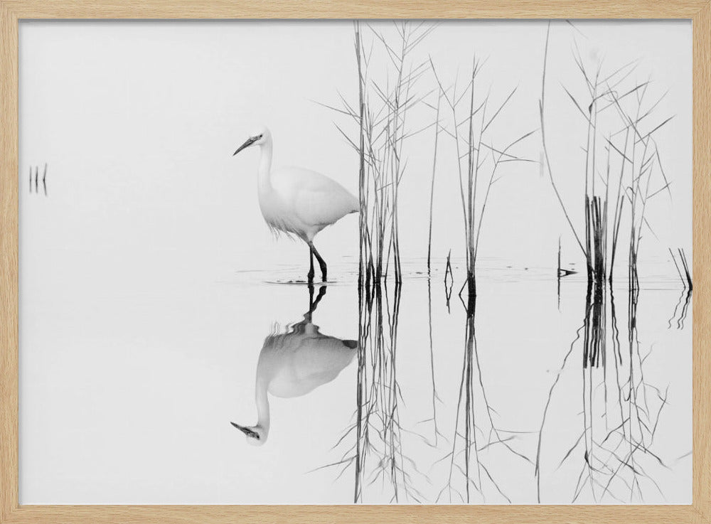 white | Poster