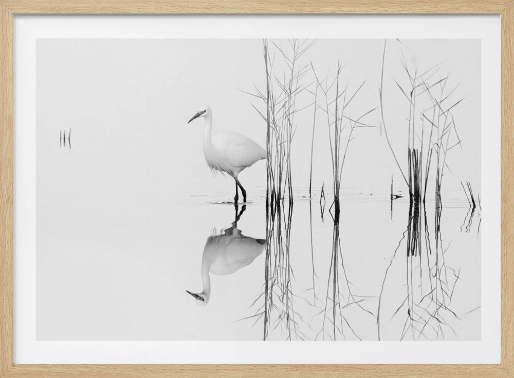 white | Poster