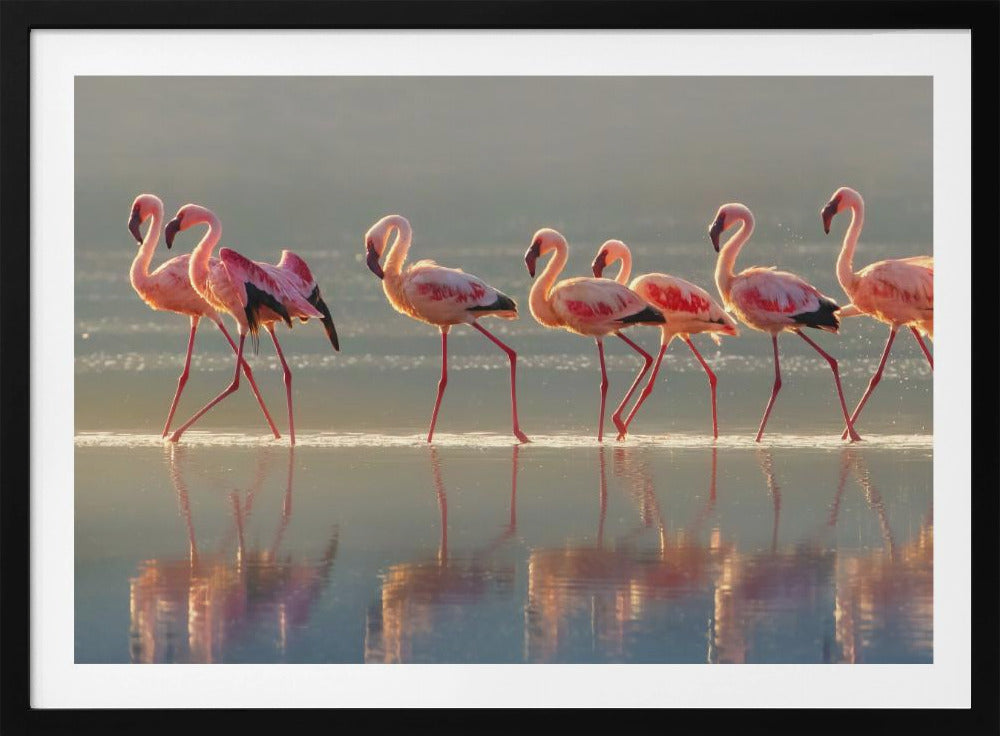 Flamingo | Poster