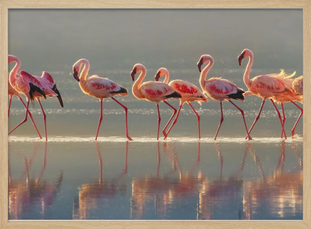 Flamingo | Poster