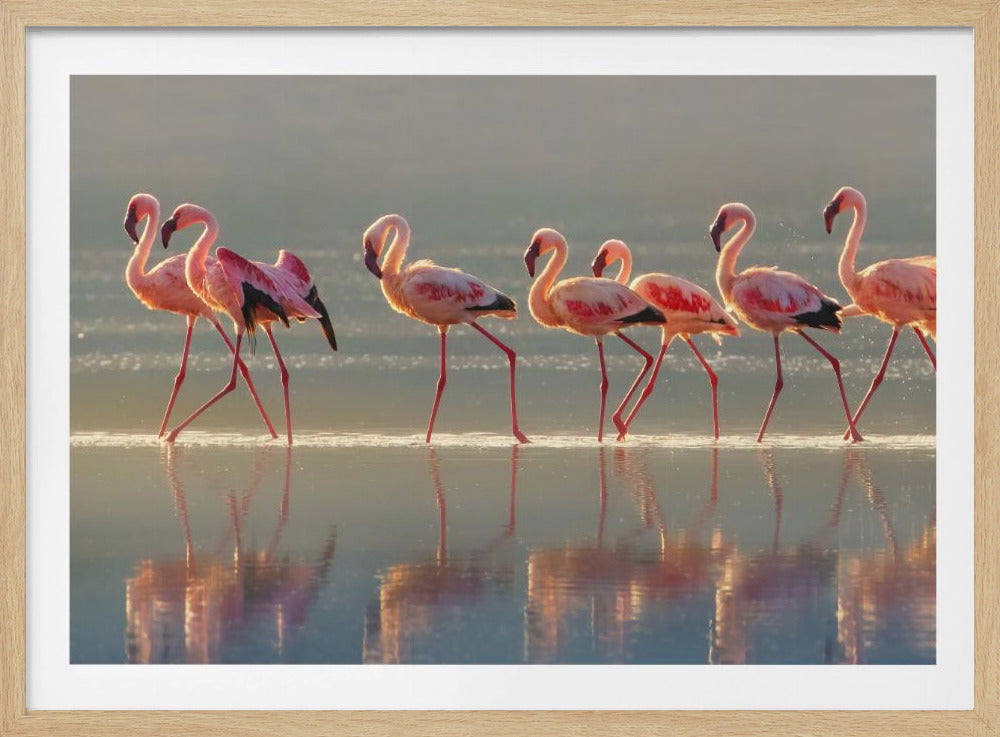 Flamingo | Poster