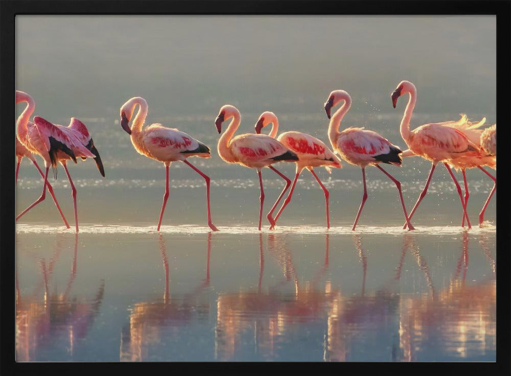 Flamingo | Julisteet - Taidevedokset