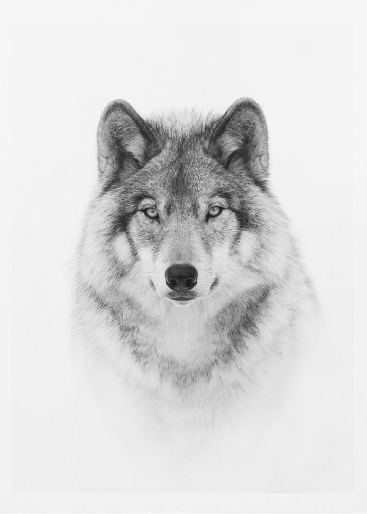Portrait of a Timber Wolf | Poster