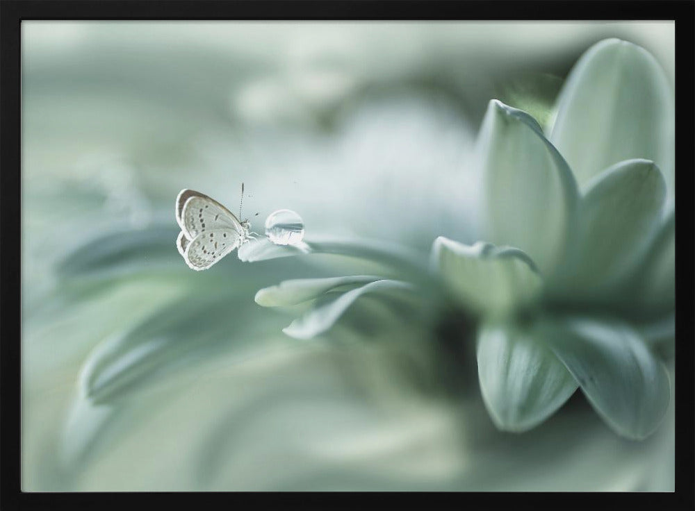 taikapallo | Julisteet - Taidevedokset