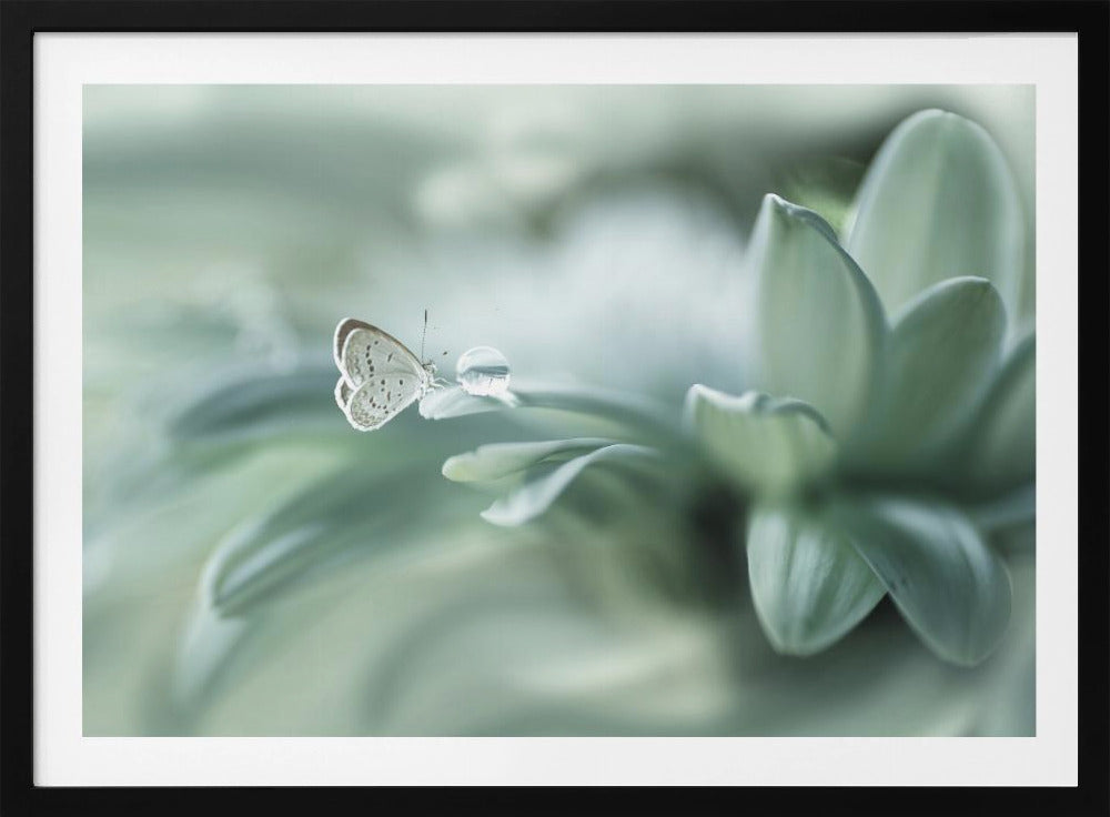 taikapallo | Julisteet - Taidevedokset