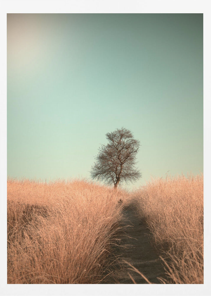 Grass and Path | Poster
