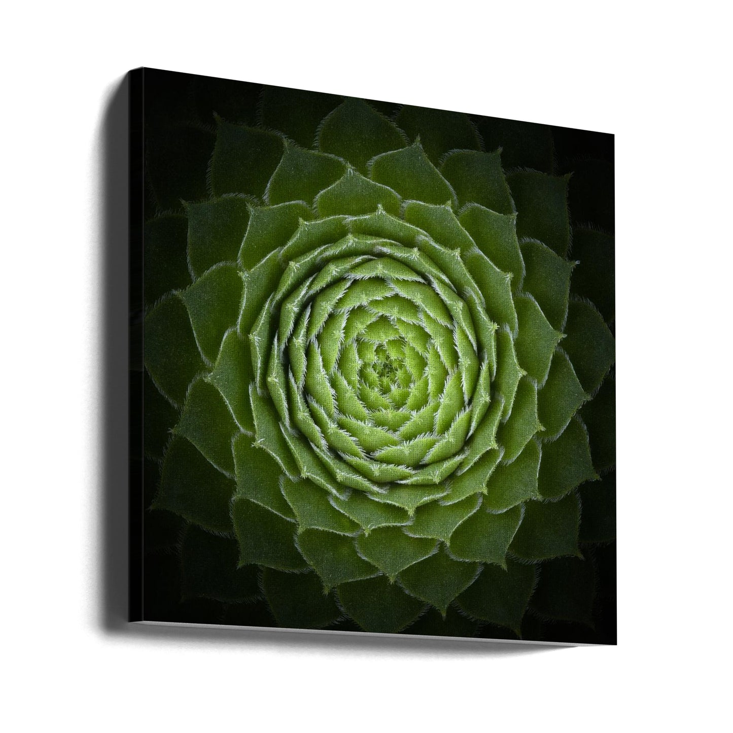 Succulent | Canvas