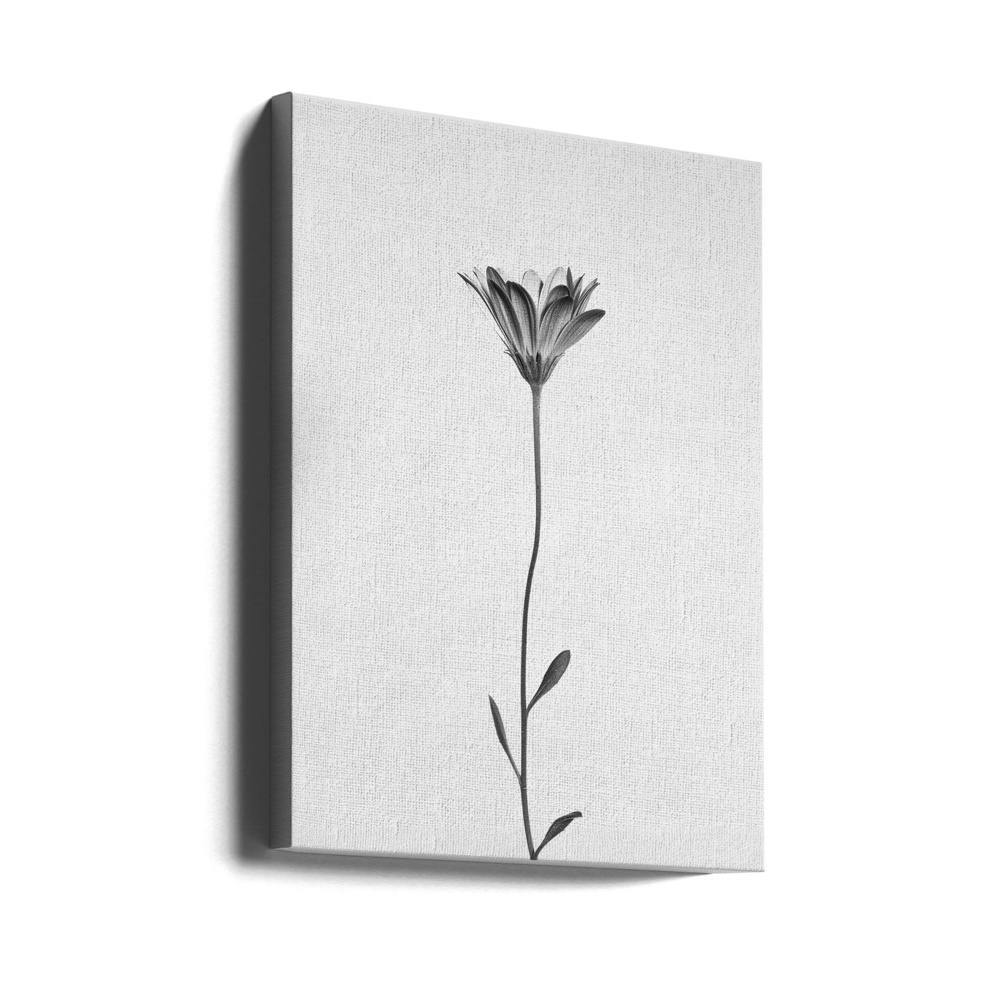 Daisy | Canvas