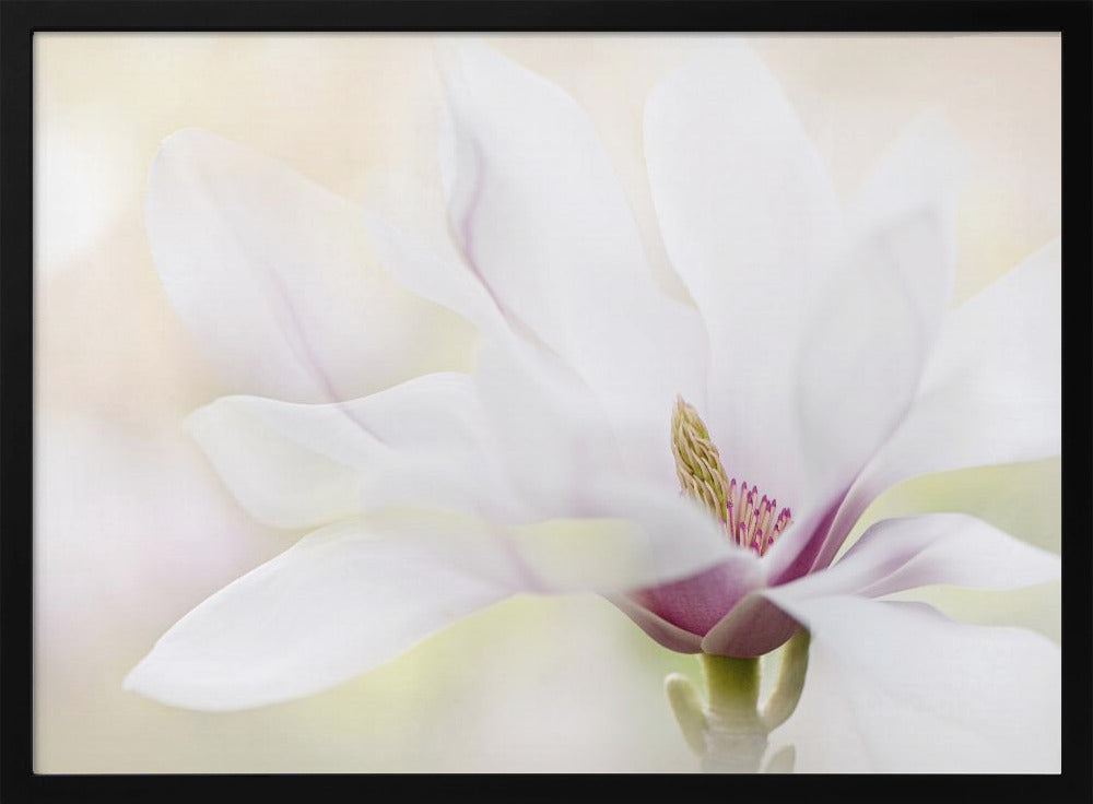 Purity | Poster