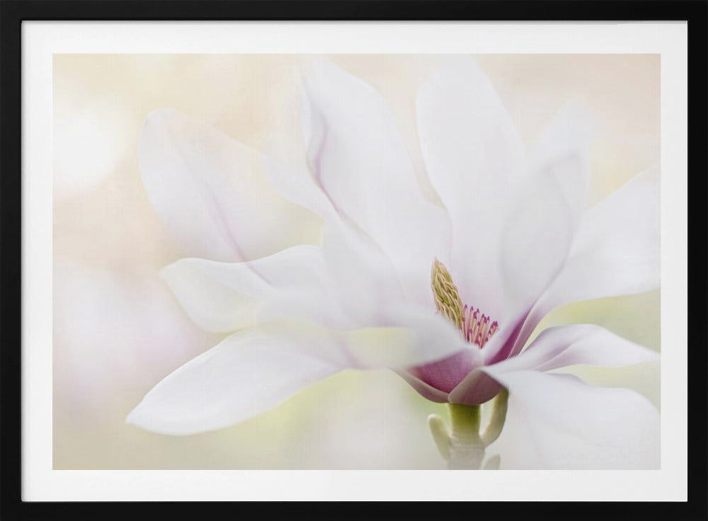 Purity | Poster