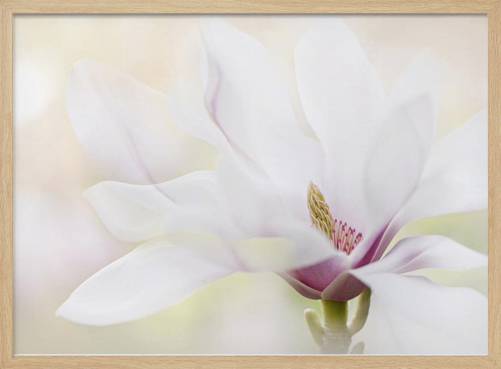 Purity | Poster