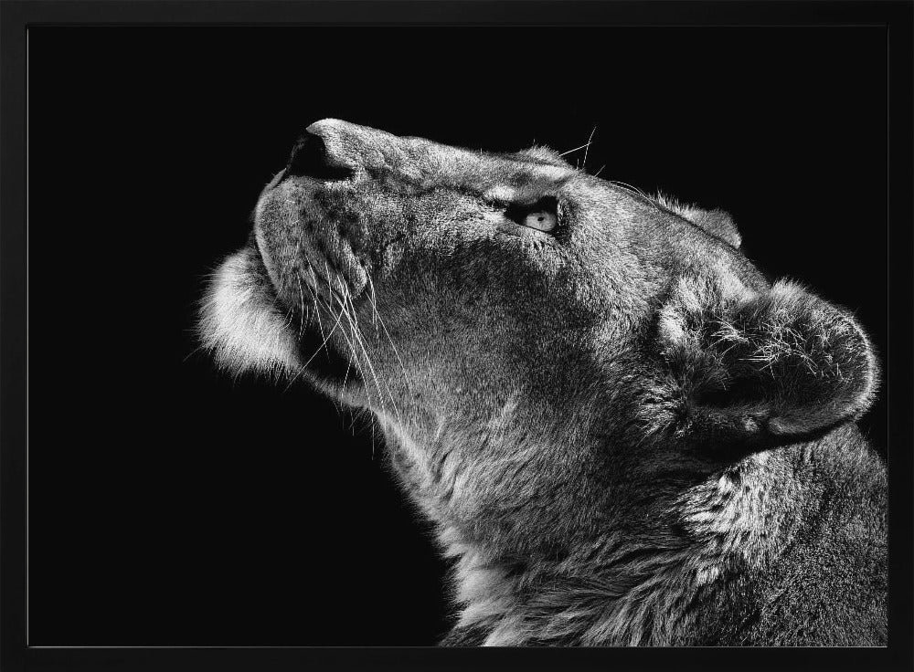 Katse ylös | Julisteet - Taidevedokset