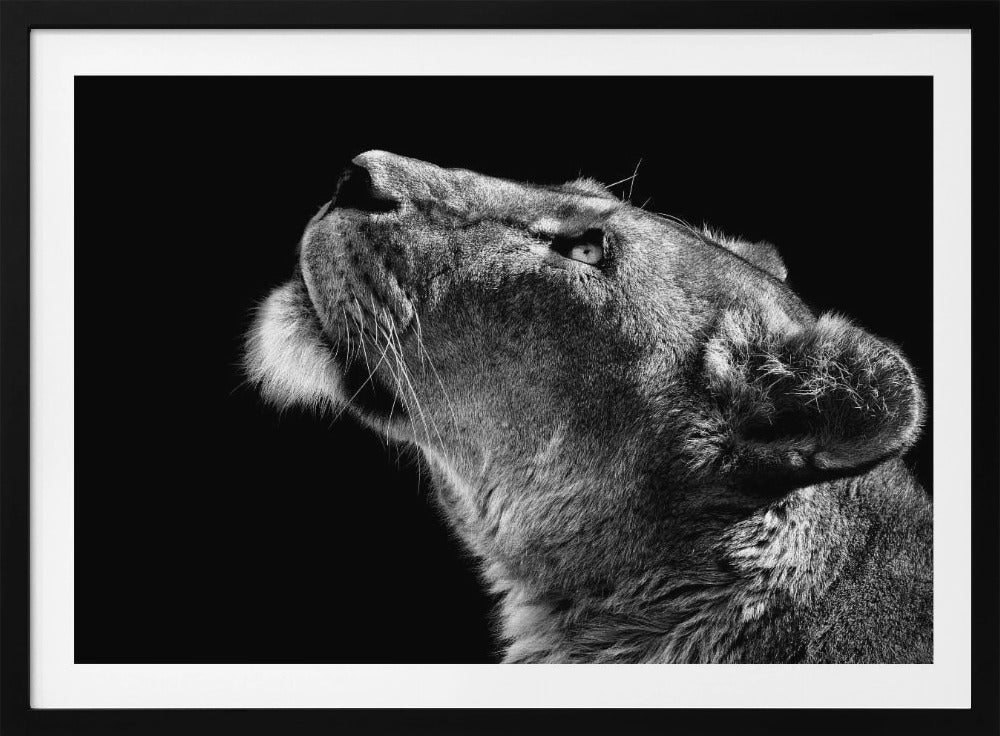 Katse ylös | Julisteet - Taidevedokset