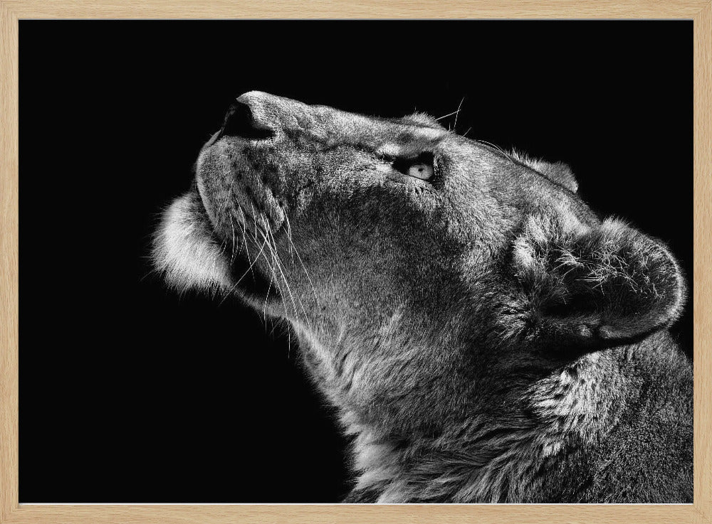 Katse ylös | Julisteet - Taidevedokset