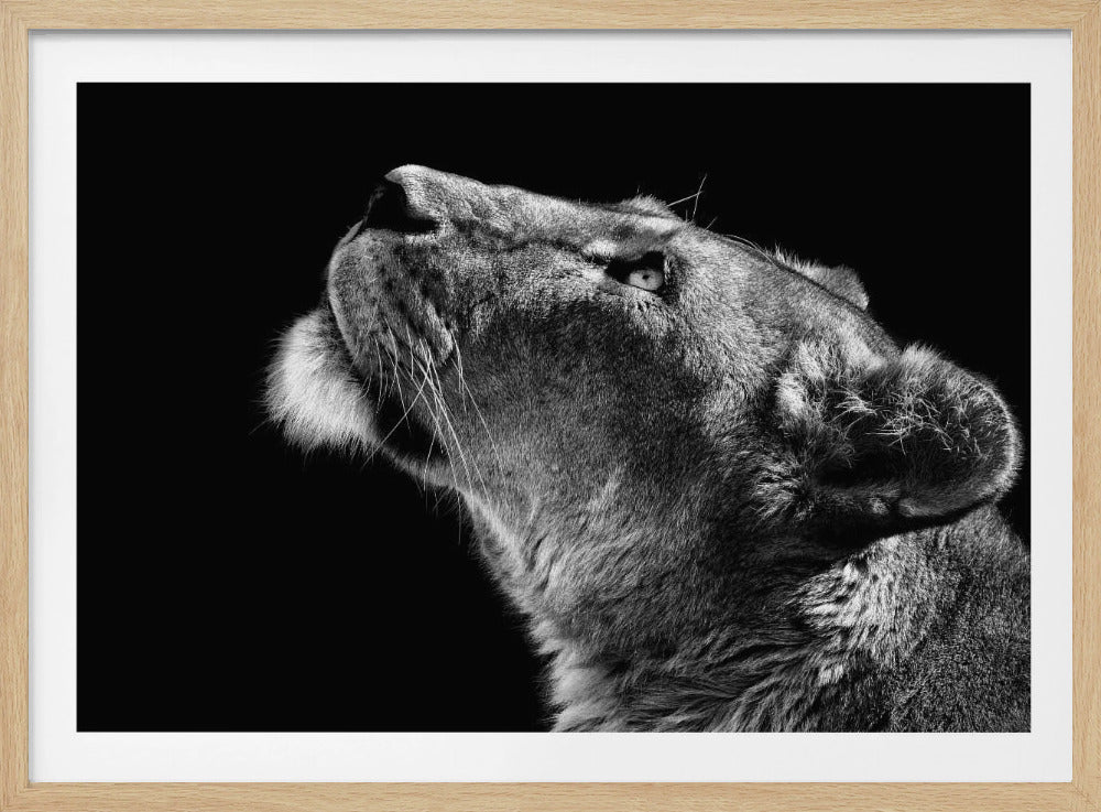 Katse ylös | Julisteet - Taidevedokset