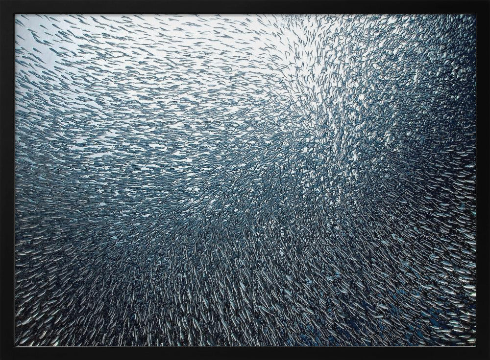 Sardines Firework | Poster