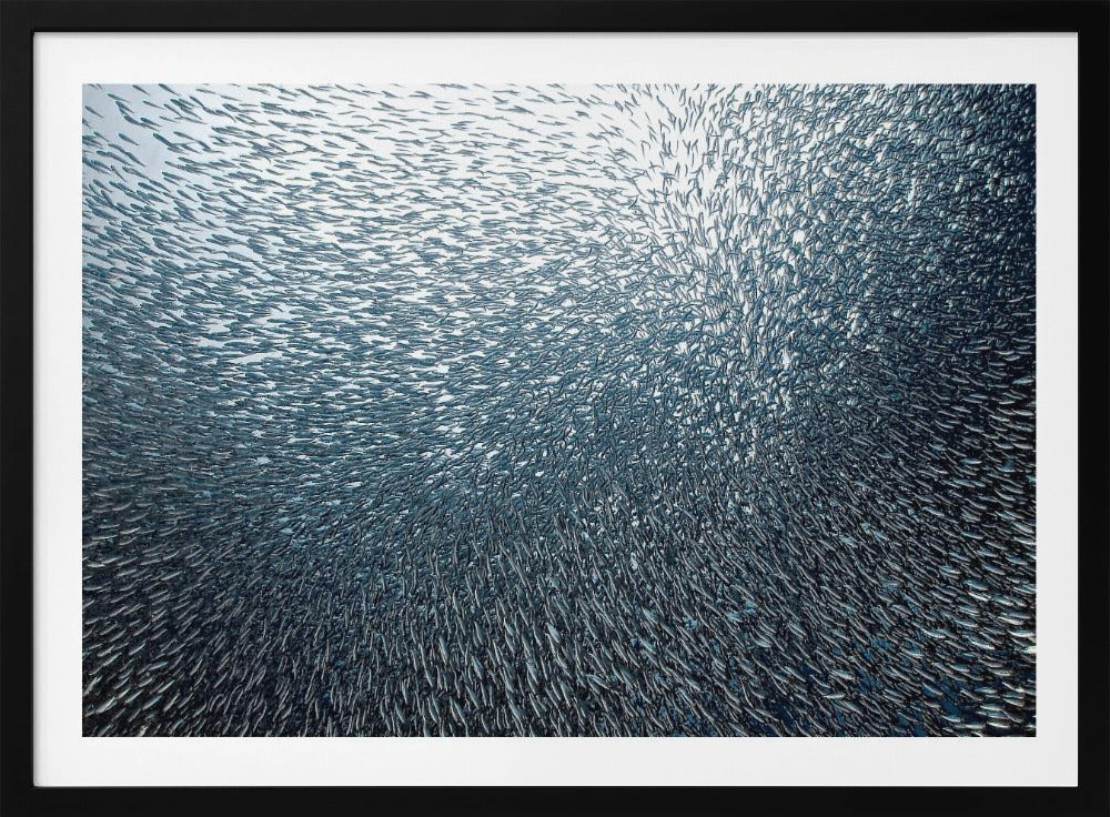 Sardines Firework | Poster